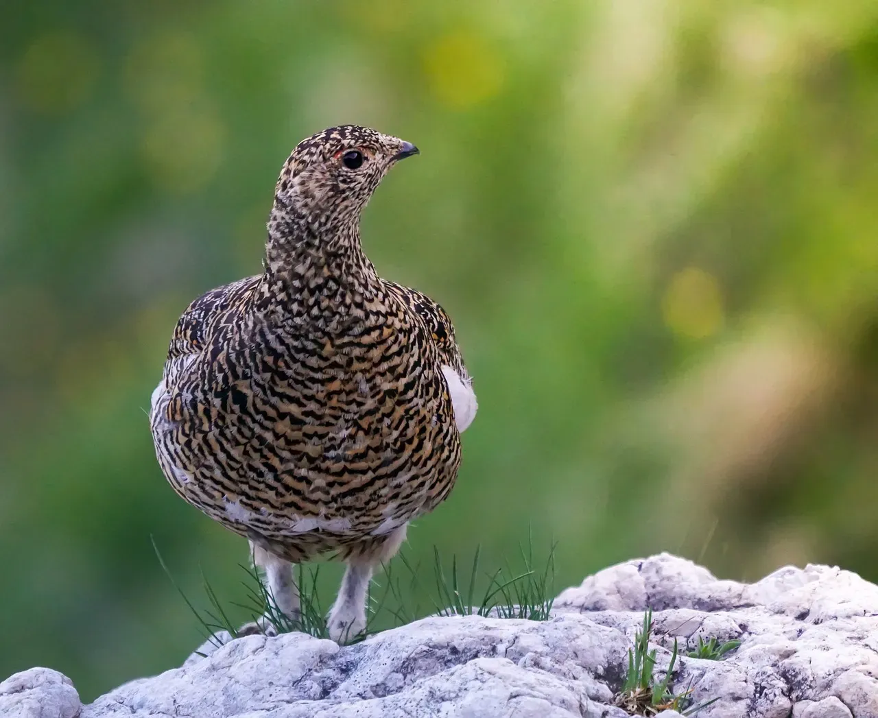 8. The Rock Ptarmigan: The Arctic Bird That Becomes the Landscape (Image Credits: Pixabay)
