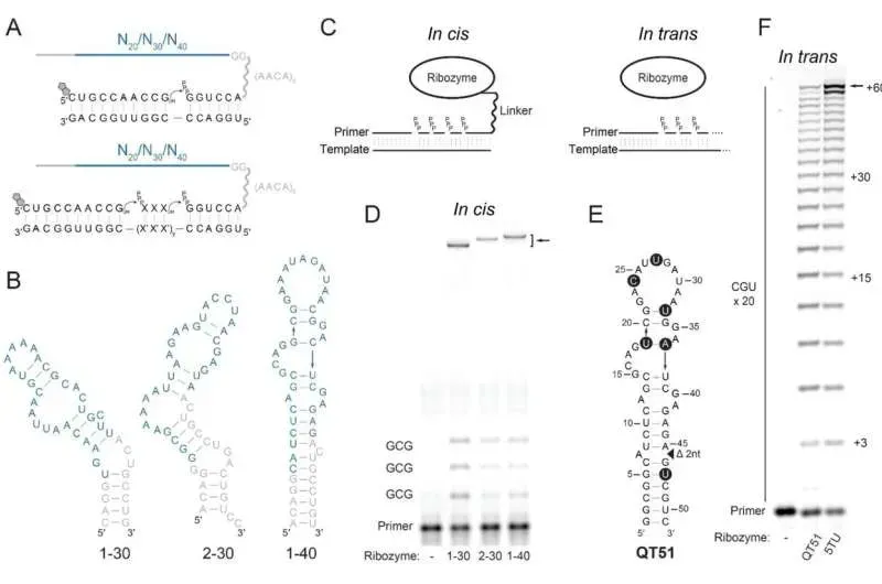 The RNA World Hypothesis Gets New Support (Image Credits: Science (2026). DOI: 10.1126/science.adt2760)