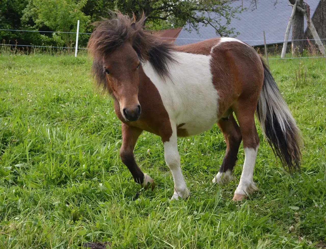 Introduction (Image Credits: Pixabay)