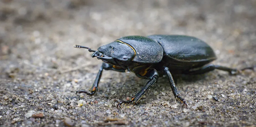 3. Ground Beetles: Soil-Level Slug Slayers (hedera.baltica, Flickr, CC BY-SA 2.0)