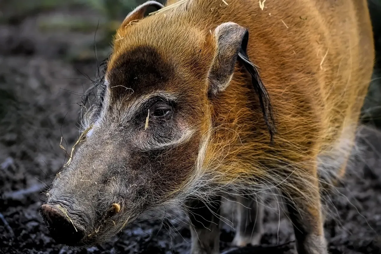 2. Feral Swine (Wild Hogs) (Image Credits: Pixabay)