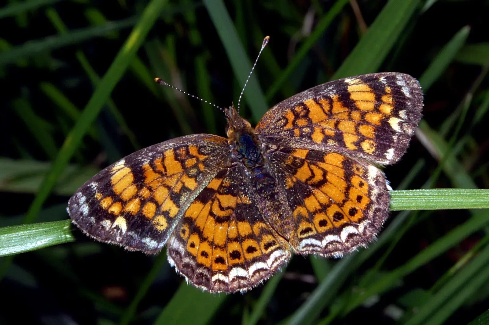 6. Pearl Crescent (Phyciodes tharos) (By Kenneth Dwain Harrelson, CC BY-SA 3.0)