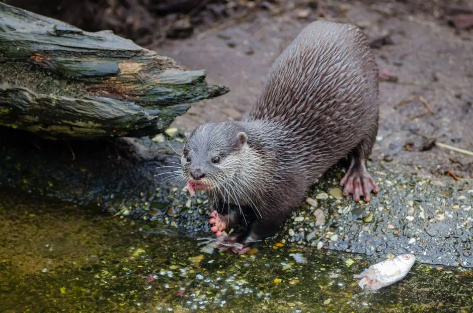 Pollutants Linger In Otters’ Bodies Long After The Water Clears (Image Credits: Pexels)