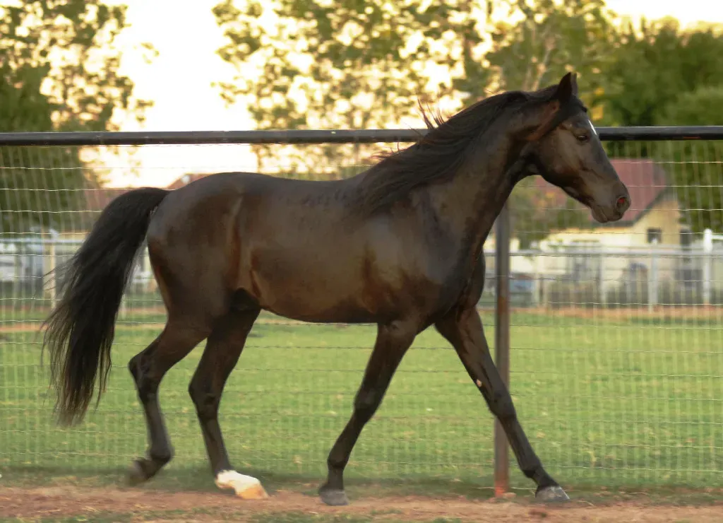 #15 – Missouri Fox Trotter: The Smooth Gait Hides the Hard Work (By Kayla Oakes, CC BY-SA 3.0)