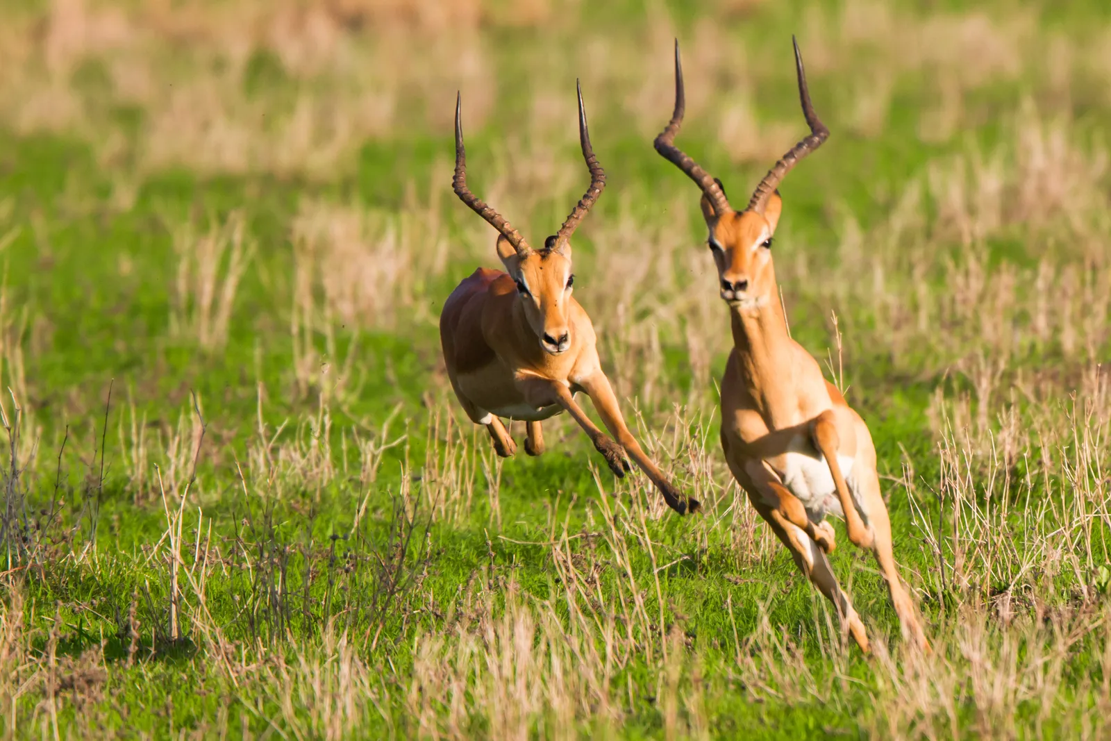 #8 – South Luangwa National Park, Zambia (By I've Got It On Film!, CC BY 2.0)