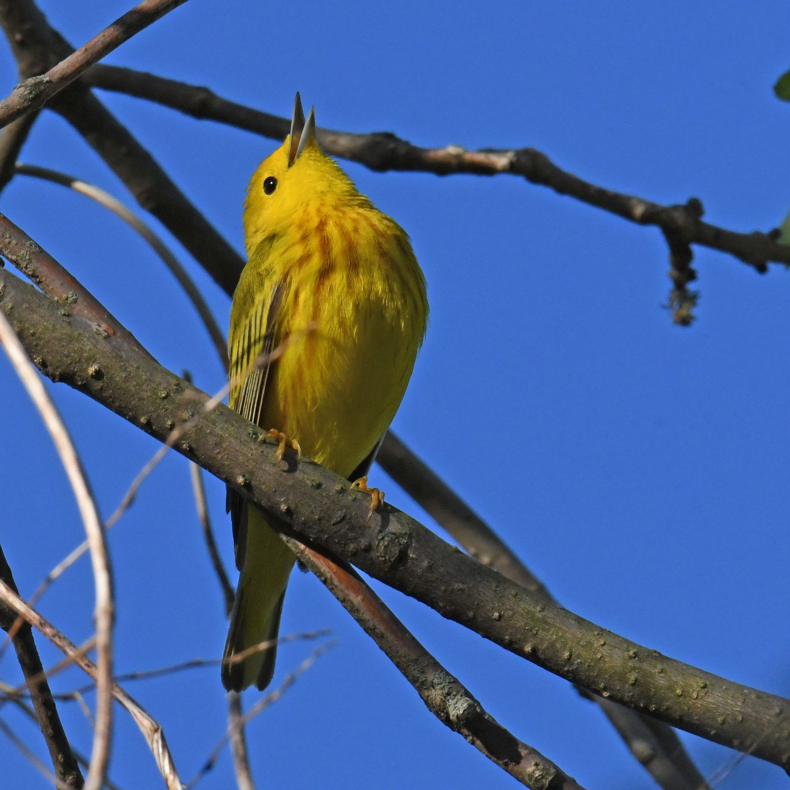Magee Marsh: The Warbler Capital (Image Credits: Wikimedia)