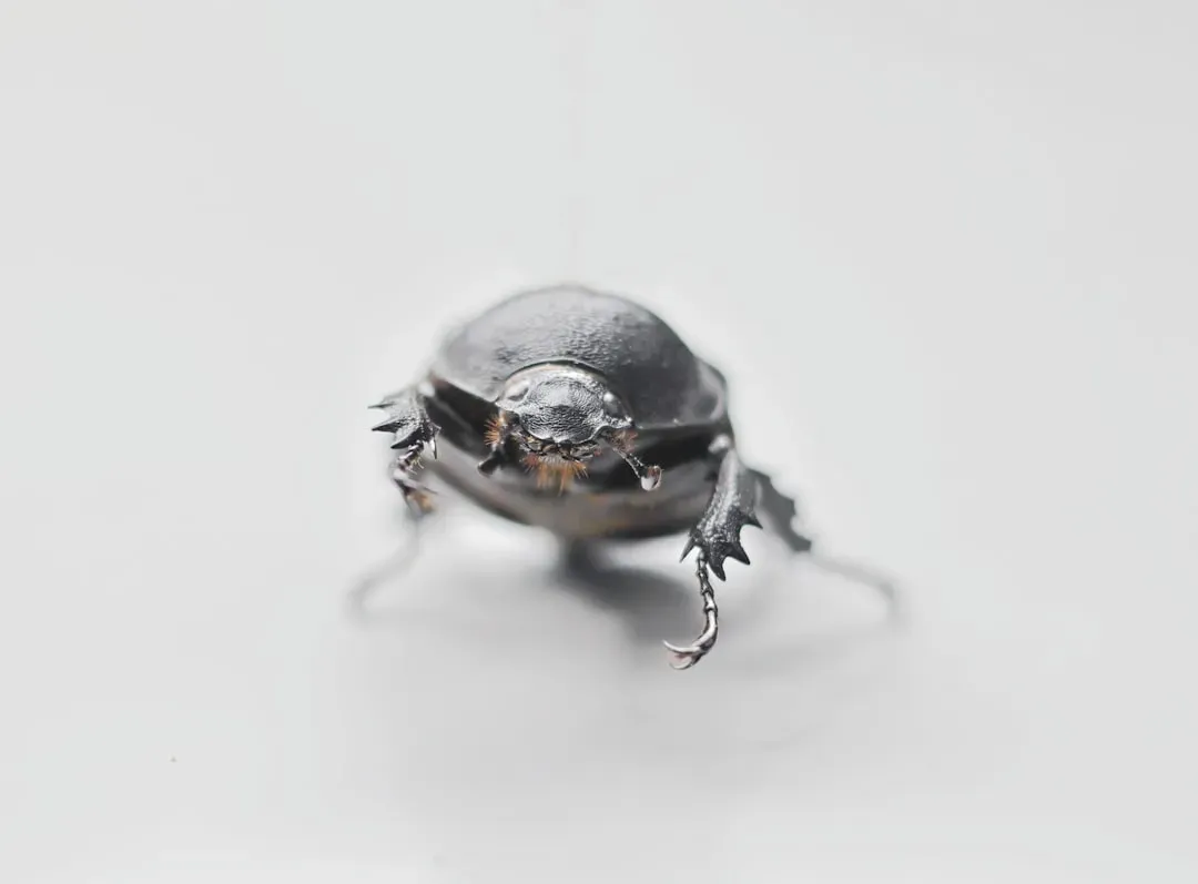 6. Little Ash Beetle (Acanthocnemus nigricans) (Image Credits: Unsplash)