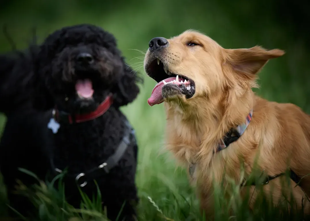The Beautiful Chaos of Loving a Naughty Dog (Image Credits: Unsplash)