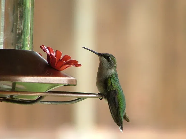 Your Garden Is Too Crowded or Too Exposed (Image Credits: Flickr)
