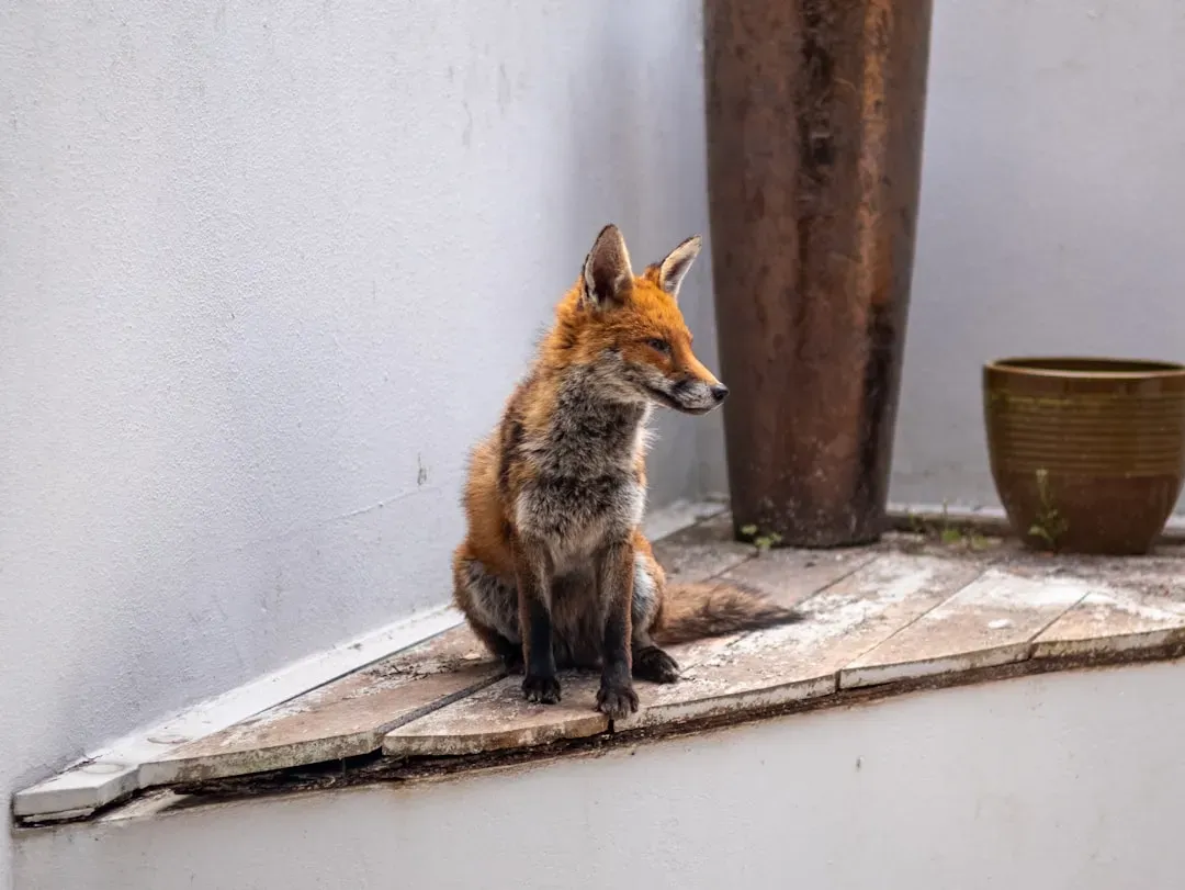 The Ecological Role They're Playing in Your Backyard (Image Credits: Unsplash)