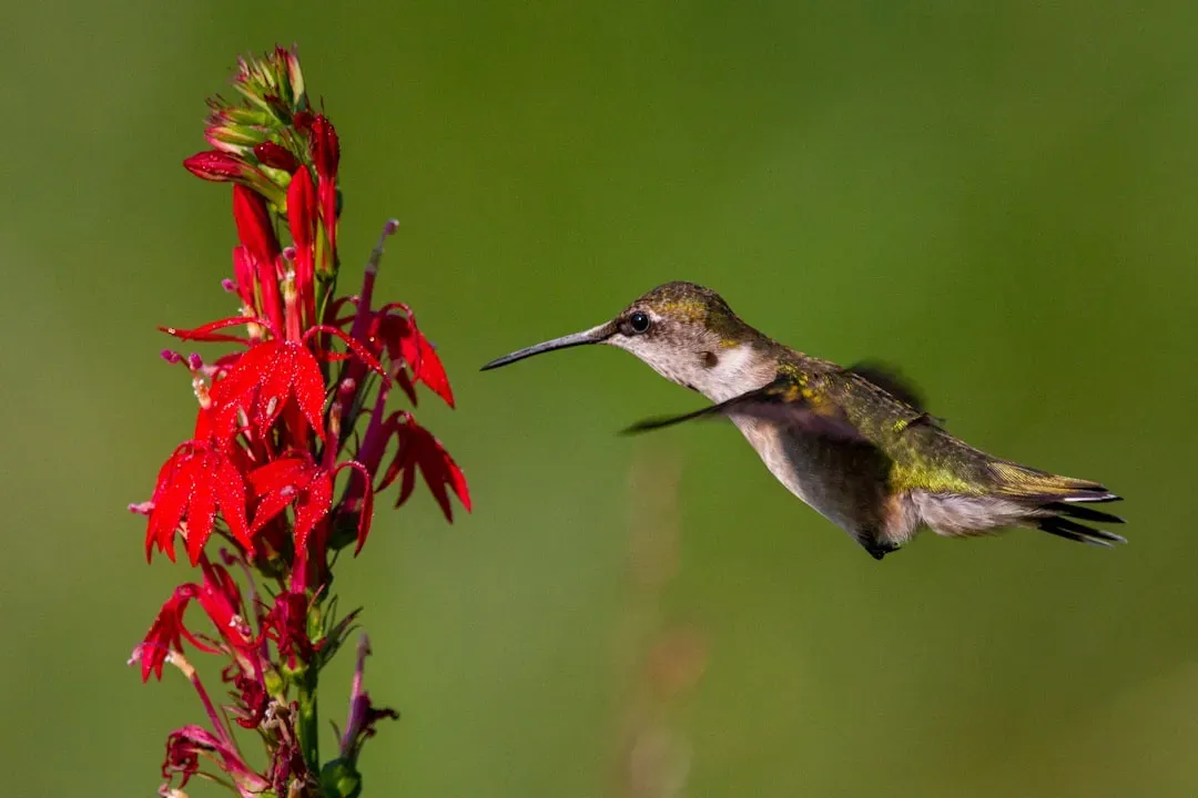 #7 - Cardinal Flower (Lobelia cardinalis): The One Plant Almost Exclusively Designed for Hummingbirds (Image Credits: Unsplash)