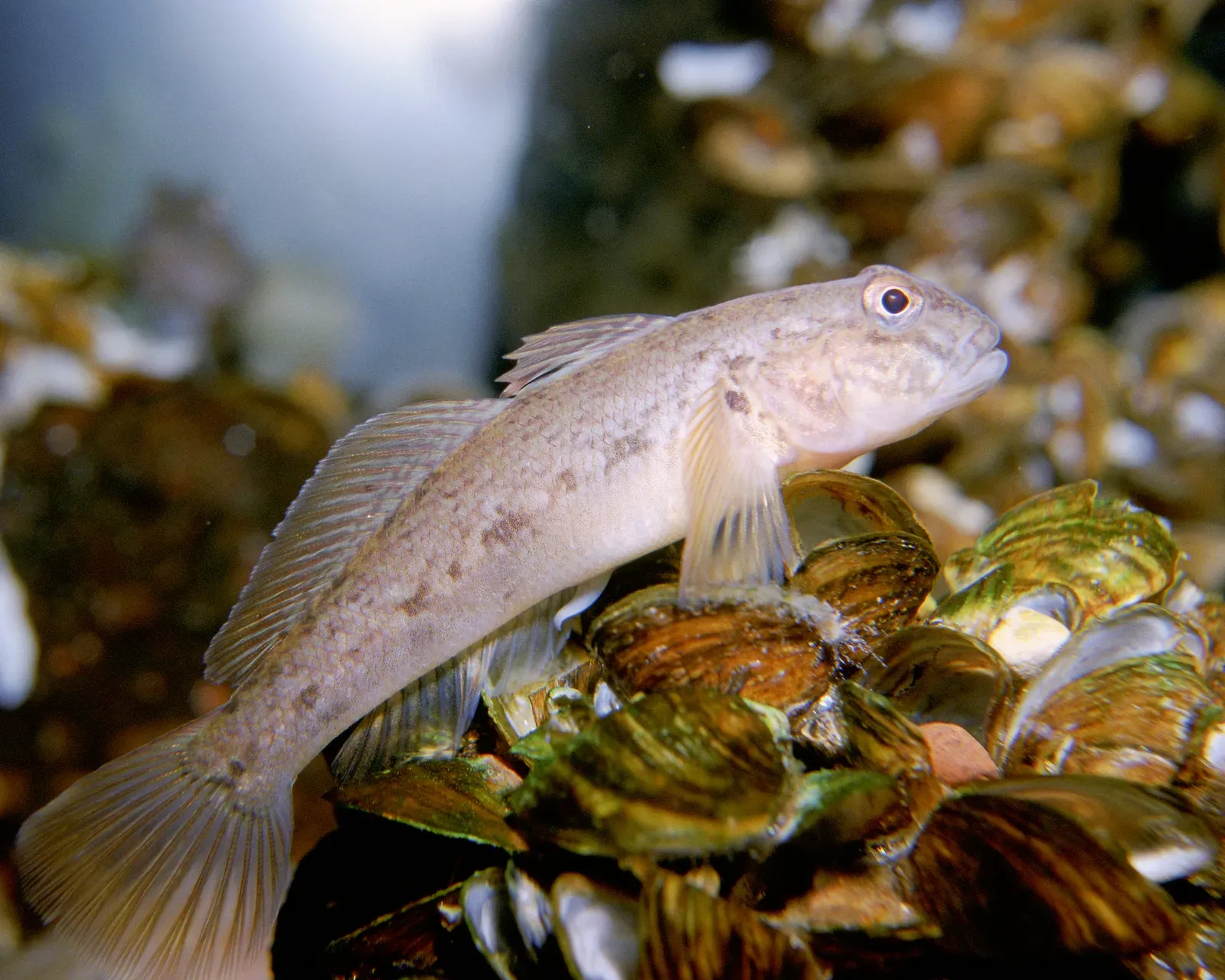 #3. The Round Goby: Small Fish, Big Consequences (By Eric Engbretson, U.S. Fish and Wildlife Service, Public domain)