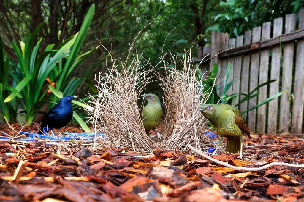 Bowerbirds and Their Elaborate Courtship Galleries (Image Credits: Flickr)