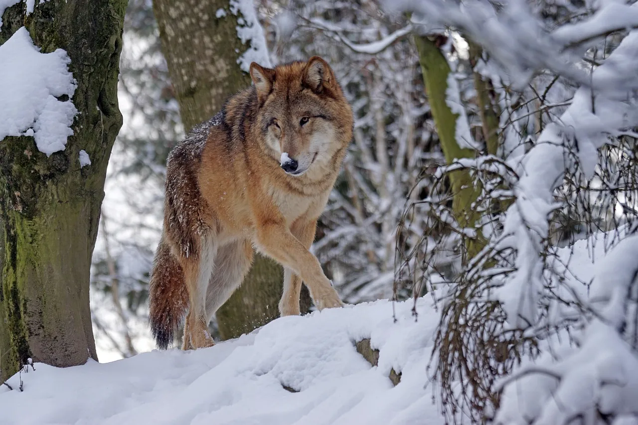#3 - Wolves and High-Content Wolfdogs: Bonded Beyond Domestic (Image Credits: Pixabay)