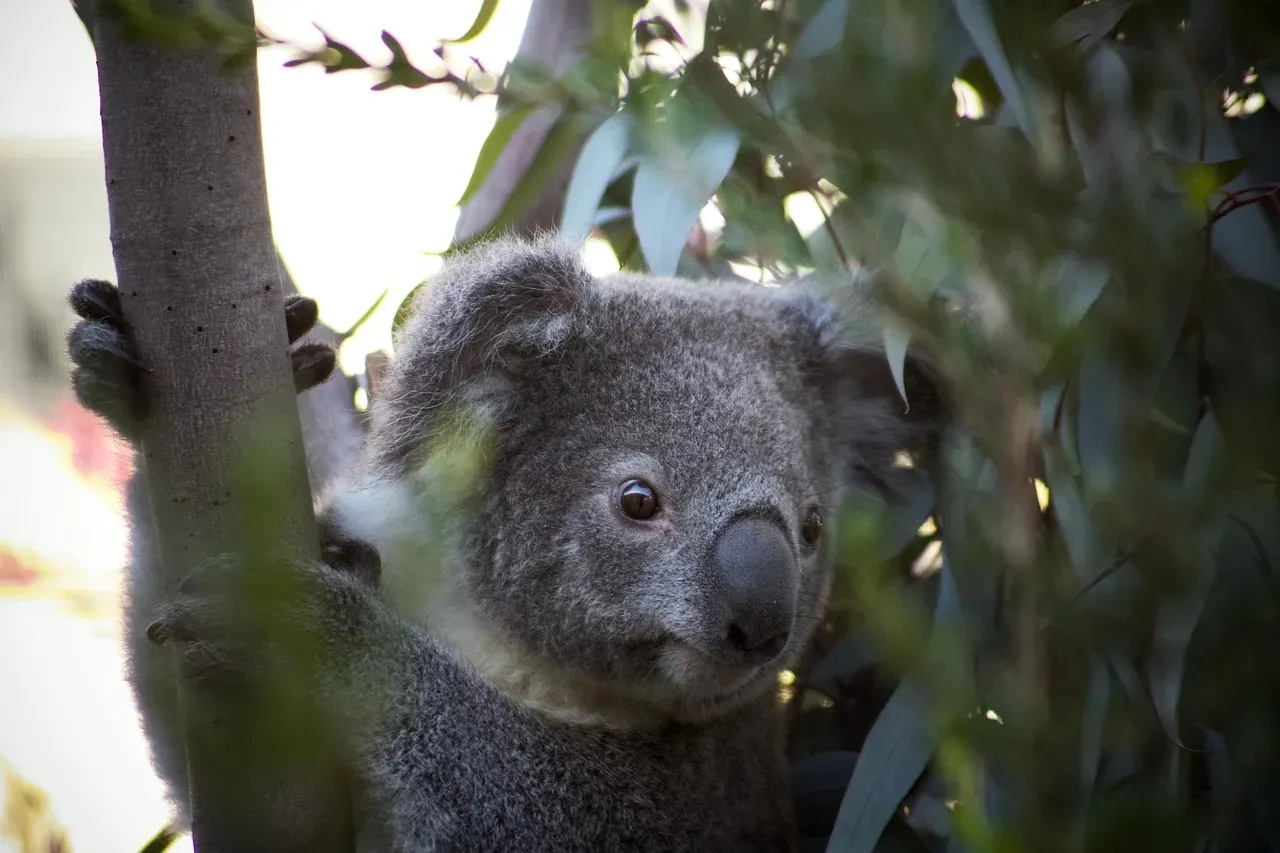 The Koala's Deep Bullfrog Bellow (Image Credits: Pixabay)