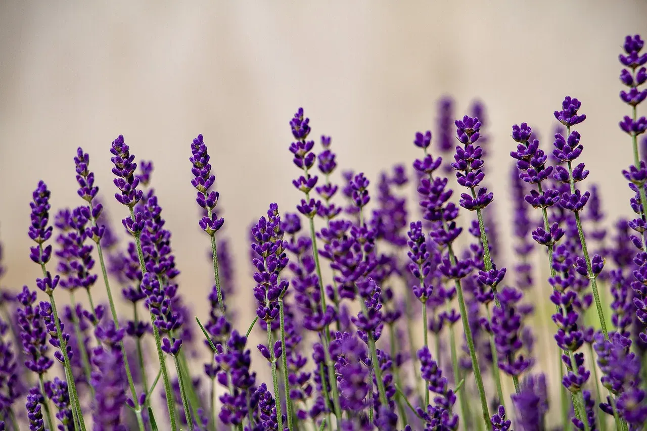 Lavender (Image Credits: Pixabay)