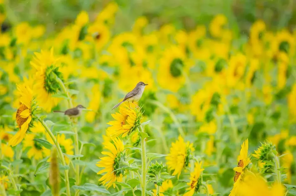 4. Sunflowers: The Backyard Giant Feeding Bees and Finches Alike (Image Credits: Pexels)
