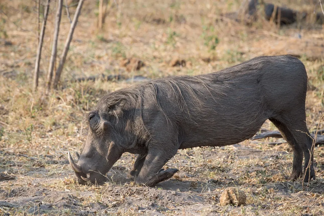 Georgia and Florida: When Hogs Move to the Suburbs (Image Credits: Pixabay)