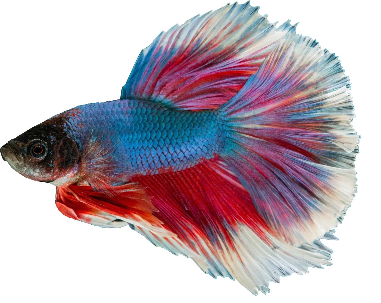 Guppies: The Rainbow Starters (Image Credits: Pixabay)
