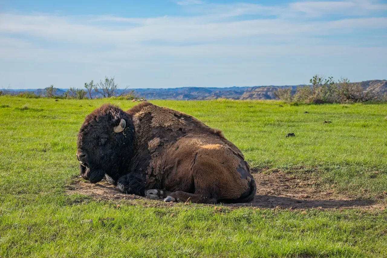 North Dakota: Fertile Ground With Low Entry Costs (Image Credits: Pixabay)