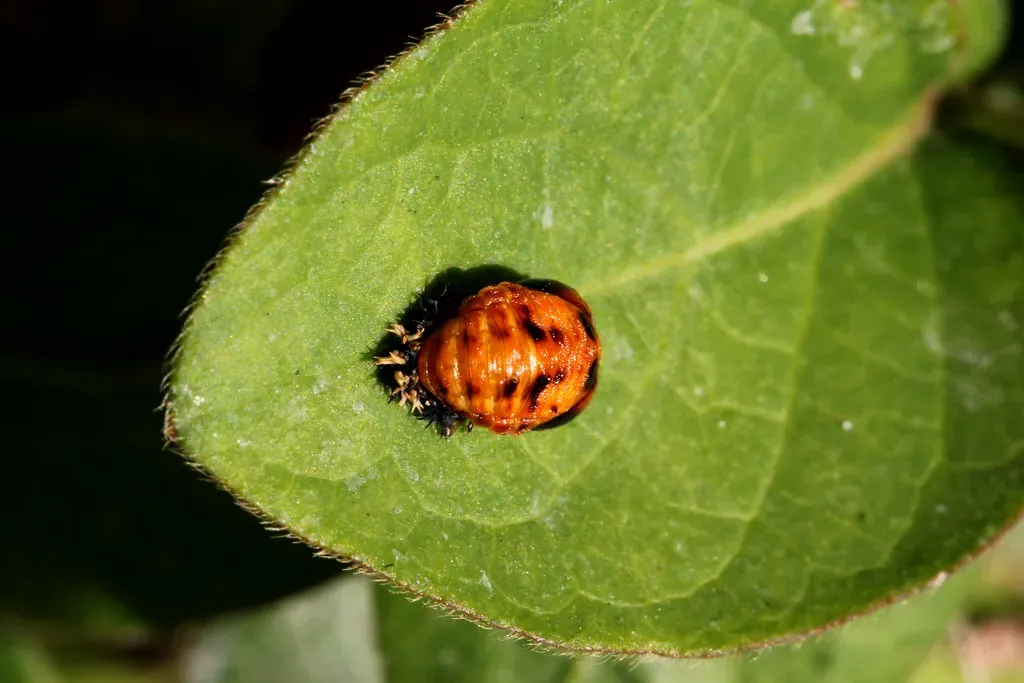 7. Ladybugs: Spiny Larvae Surprise Heroes (siamesepuppy, Flickr, CC BY 2.0)