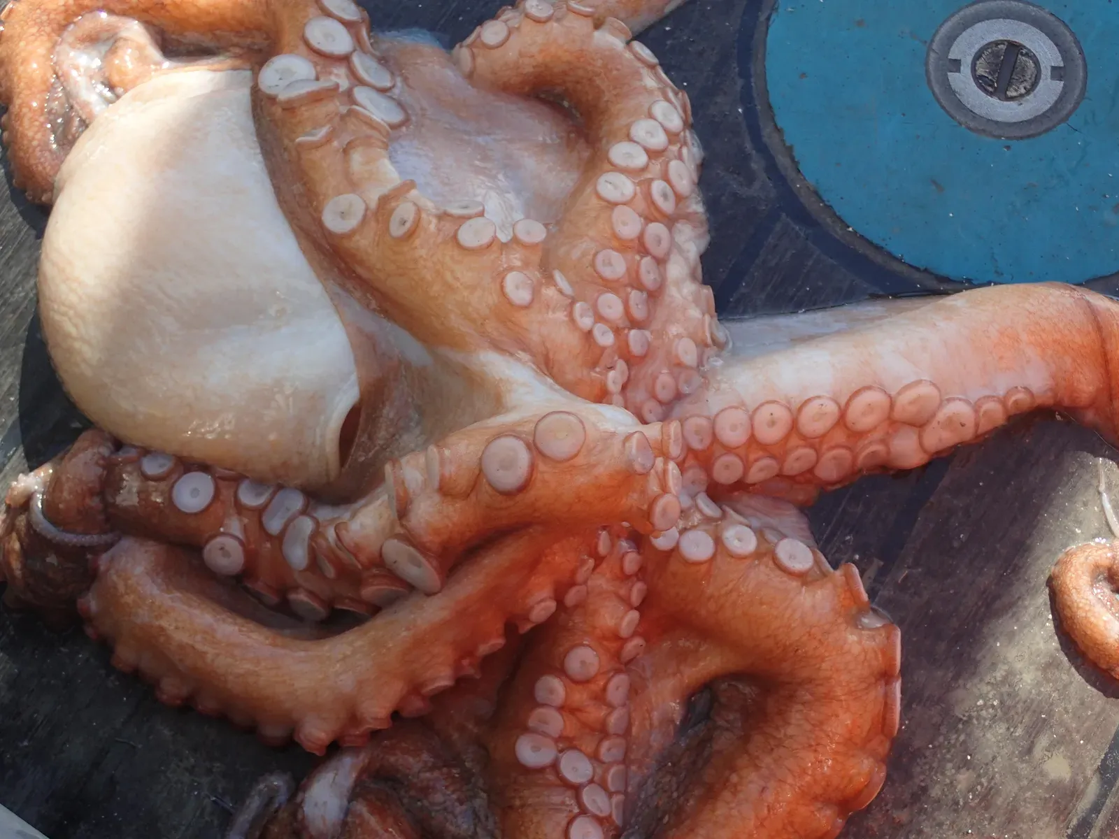 The Marvelous Layers of Octopus Skin (Poulpe de roche (Octopus vulgaris), CC BY 4.0)