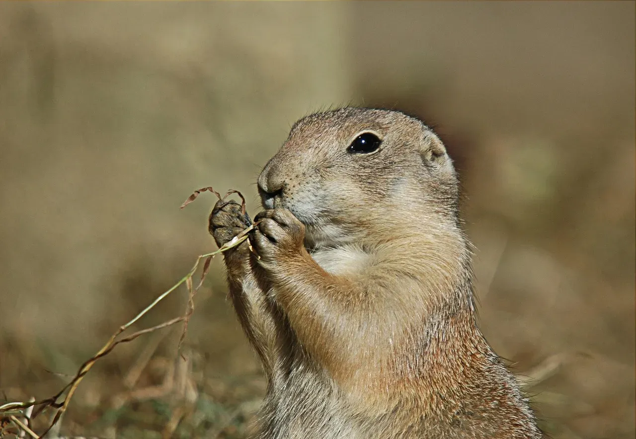 Prairie Dogs Make Up Nearly All Their Diet (Image Credits: Pixabay)