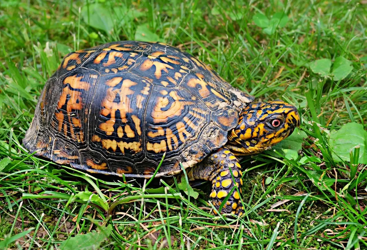 North Carolina: A Box Turtle Haven (Image Credits: Pixabay)