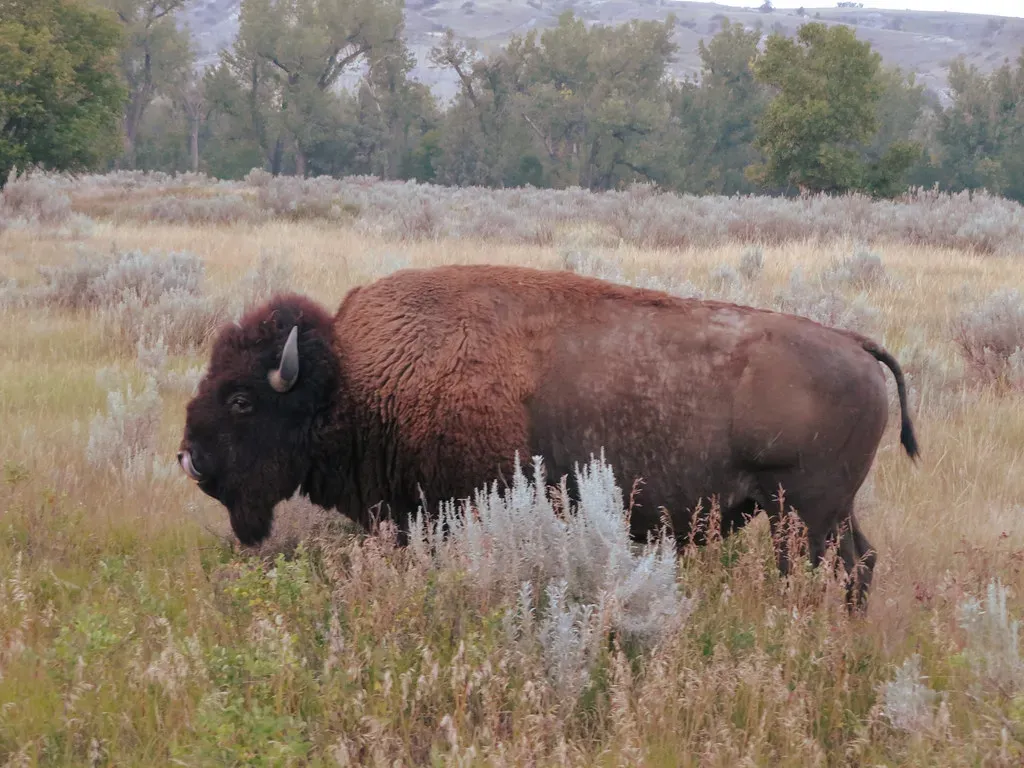 Theodore Roosevelt and Conservationists Staged a Dramatic Rescue (Image Credits: Flickr)