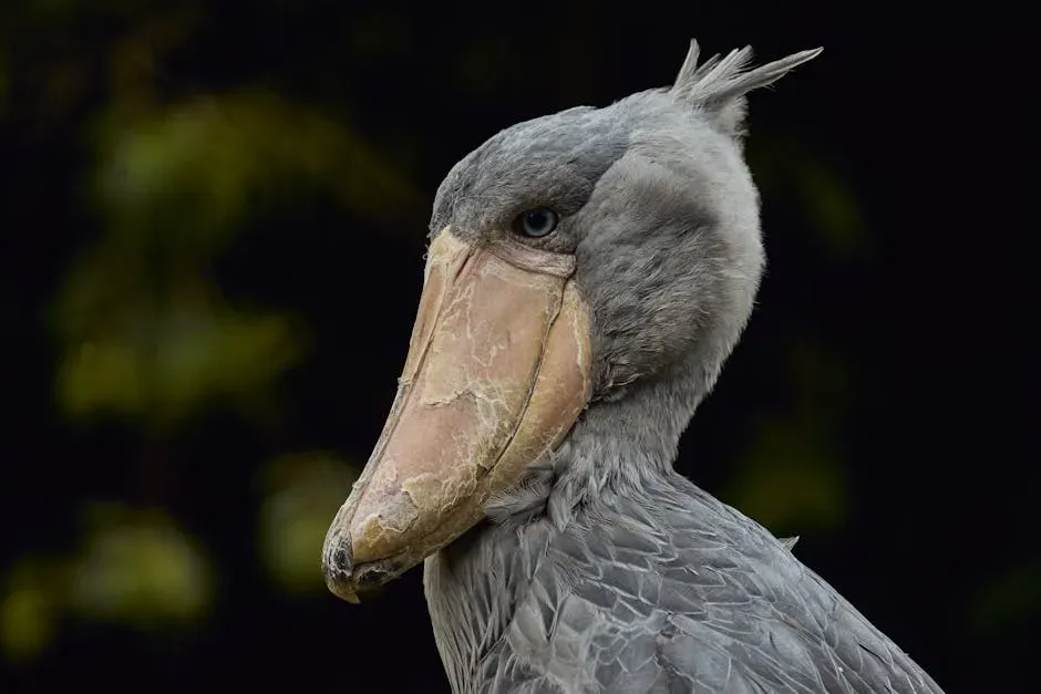 Aquarius (January 20 &ndash; February 18): The Shoebill Stork (Image Credits: Pexels)