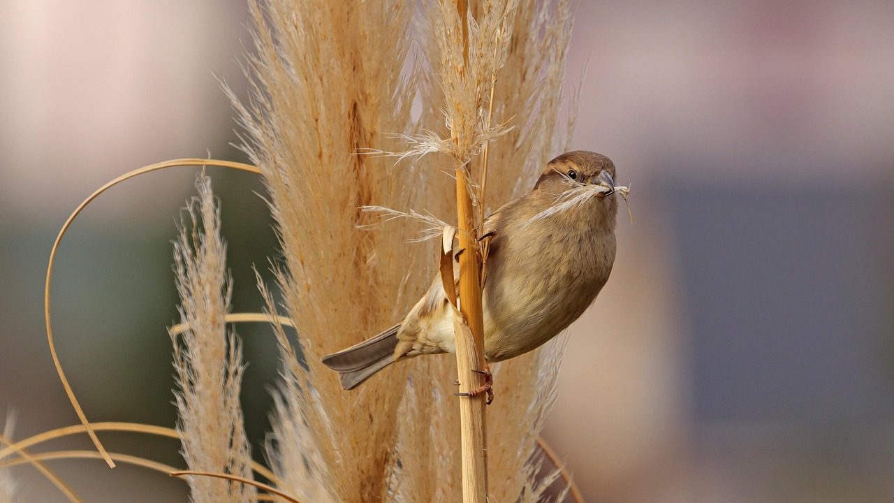 Create Nesting Material Stations for Spring Birds (Image Credits: Pixabay)