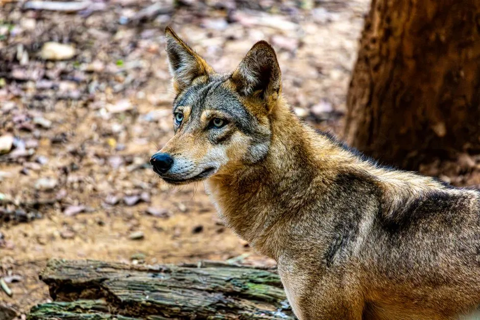 Opinionated Conclusion: A Species Held Together By Threads (Image Credits: Pexels)
