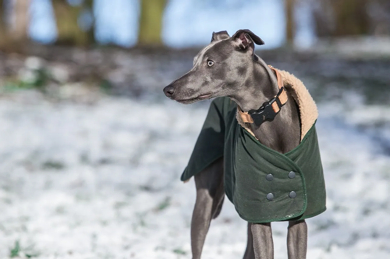 #7 - Whippet: Quiet, Sensitive, and Overwhelmed by Rough-and-Tumble Homes (Image Credits: Pixabay)