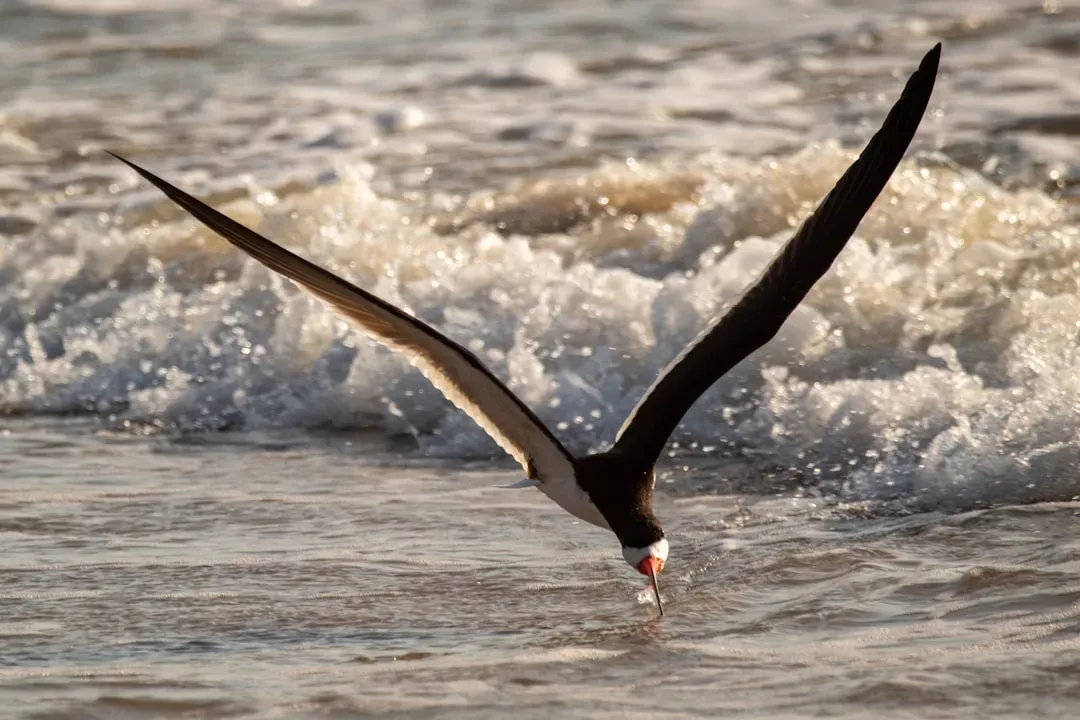 Black Skimmer: When Nesting Beaches Disappear (Image Credits: Unsplash)