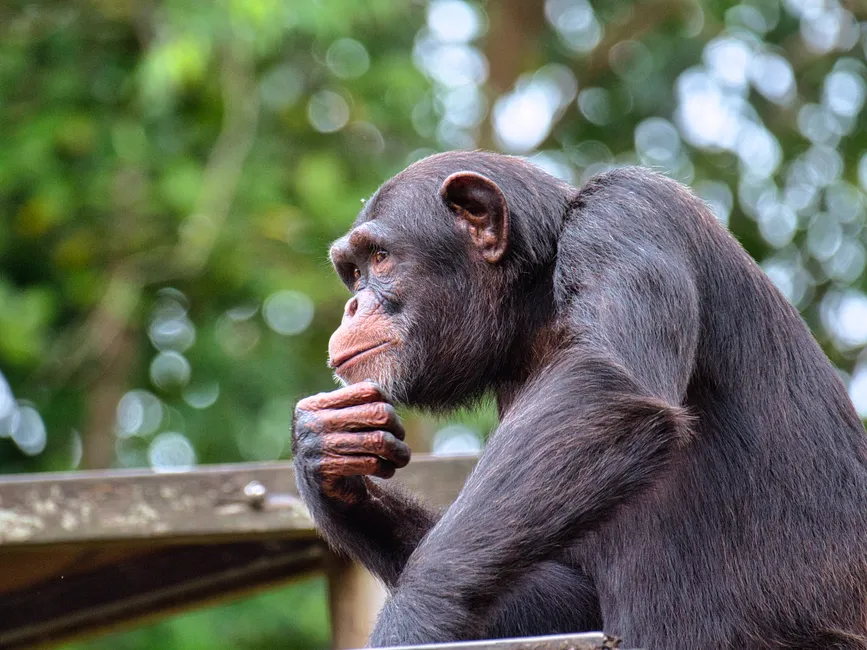What This Actually Means For How We See Animals (Image Credits: Pexels)