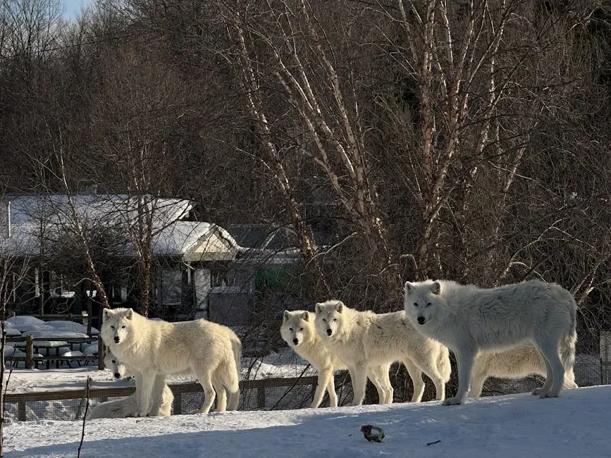 Michigan: Island Wolves and Mainland Recovery (Image Credits: Pexels)