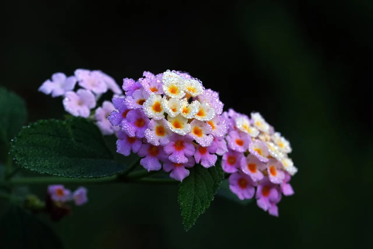 #13 - Lantana: The Gas Station That Never Closes (Image Credits: Pixabay)