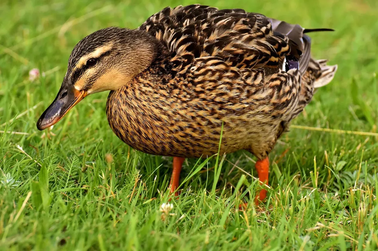 The Mariana Mallard Was Endemic to Just Three Tiny Pacific Islands (Image Credits: Pixabay)