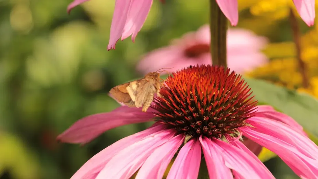 Coneflowers: Tough Beauties With Major Appeal (Image Credits: Unsplash)