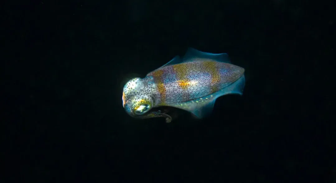 #12. Pisces: The Deep-Sea Squid (Image Credits: Unsplash)