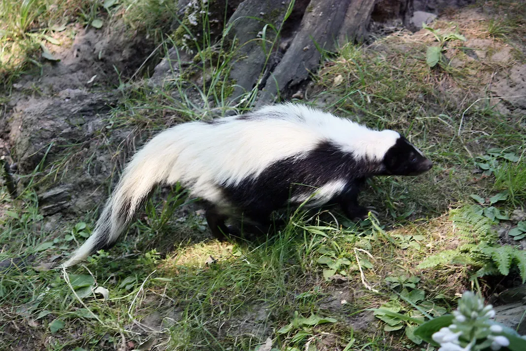 New Mexico: Southwestern Skunk Sanctuary (Image Credits: Wikimedia)