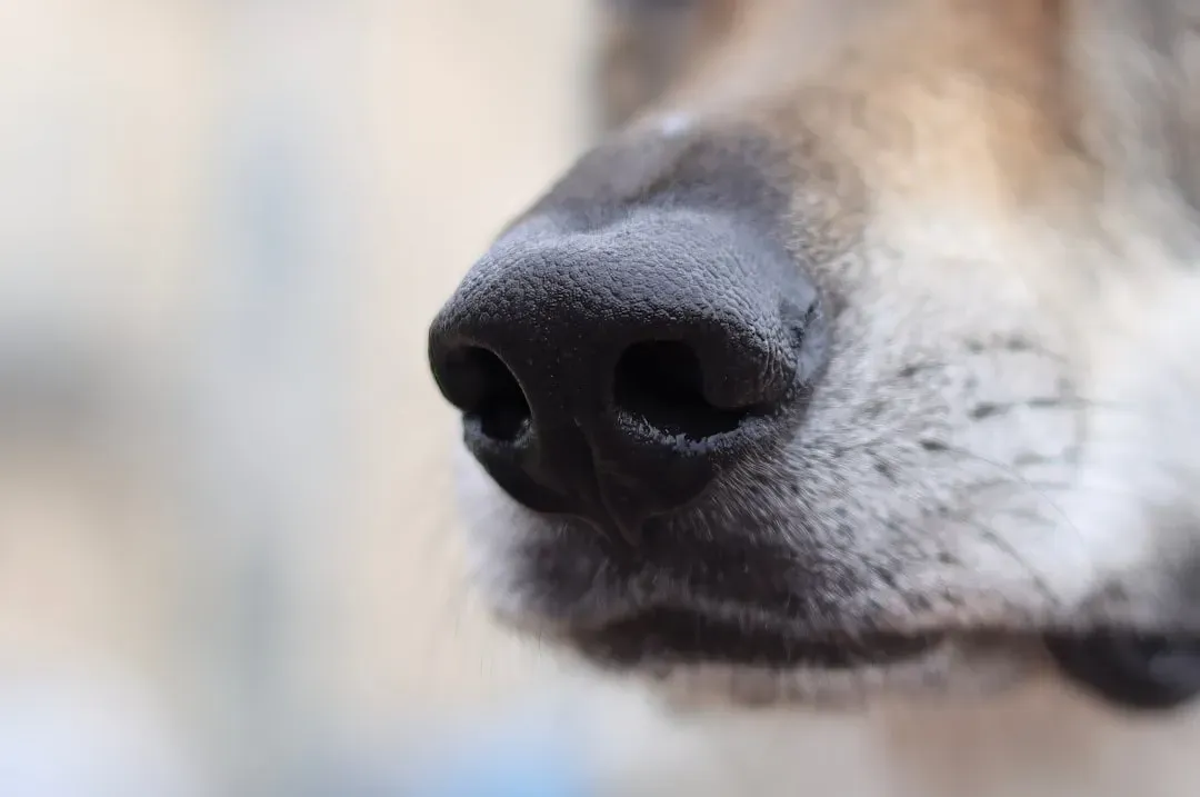 Dogs: Thermal Vision Through Their Noses (Image Credits: Unsplash)