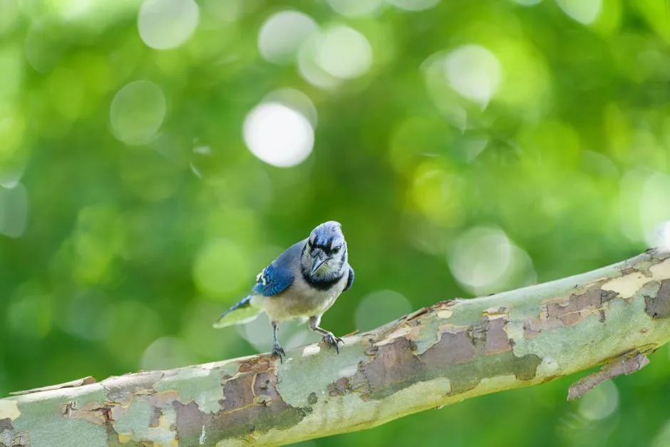 A hawk's voice from a songbird's throat (Image Credits: Pexels)