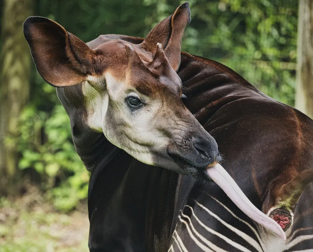 9. Okapis Are Critically Endangered (Image Credits: Unsplash)
