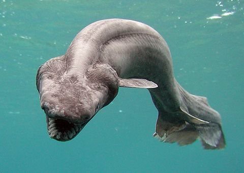 Frilled Shark - The Living Fossil of Horror (Image Credits: Flickr)