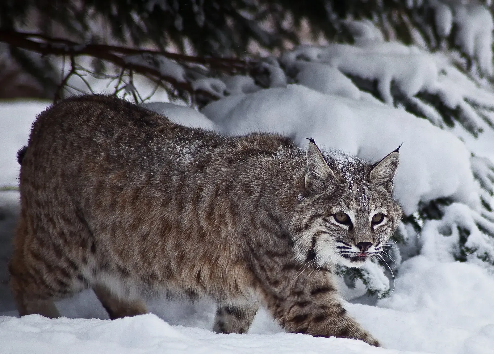 Dawn, Dusk, and Disappearing Acts: When to Look for Bobcats (By ForestWander, CC BY-SA 3.0 us)