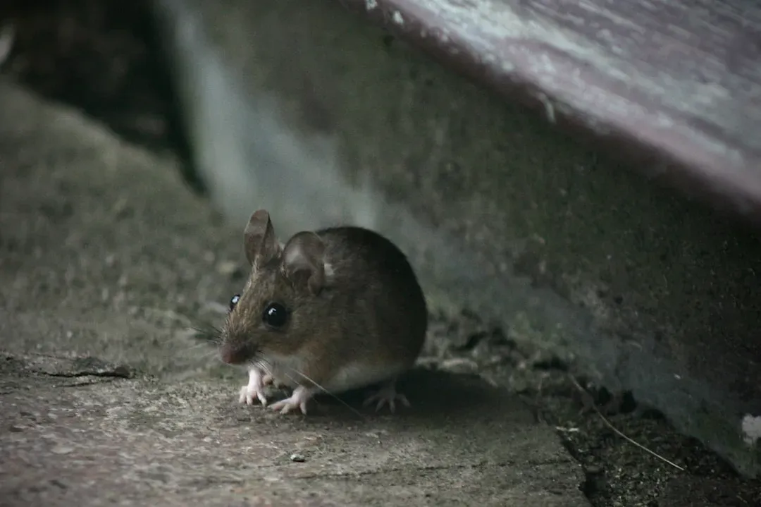 Rats and Mice: The Ancient Plague Carriers Still Among Us (Image Credits: Unsplash)