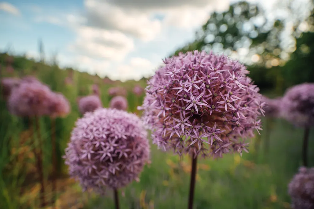 #8 - Allium: Ornamental Onions That Attract Early Pollinators (Ivan Radic, Flickr, CC BY 2.0)