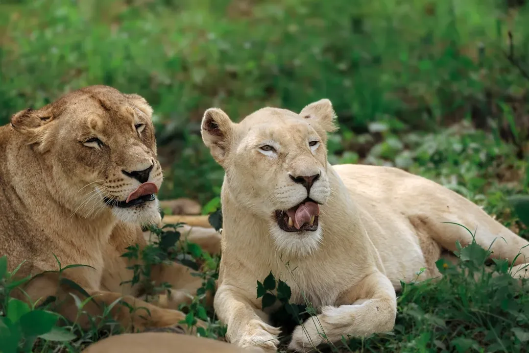 Biodiversity Gains from Predator Protection (Image Credits: Unsplash)