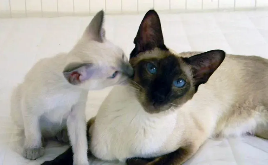 Their Grooming Is Easy But Everything Else Is Not (Image Credits: Wikimedia)